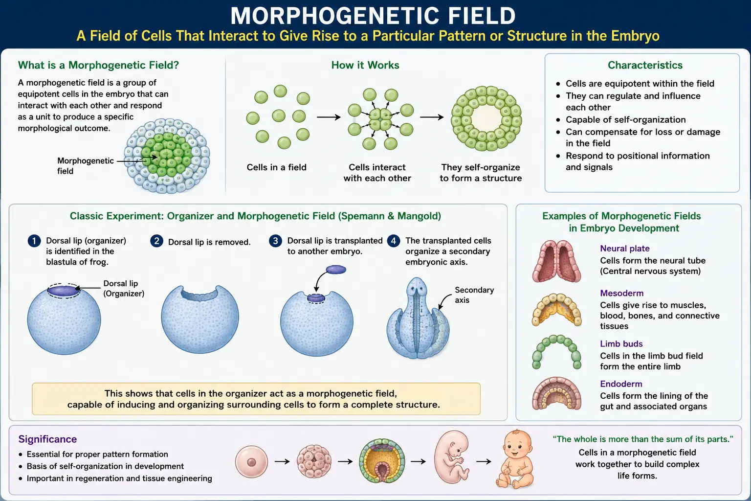 Morphogenetic field mystery of developmental biology
